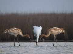 Tapeta National Geographic 422.jpg